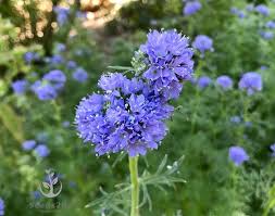 Globe Gilia Flower Seeds for Planting – Hardy Heirloom, Non‑GMO, High Germination Organic Garden Seeds