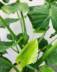 Colocasia Elephant Ear Flower Seeds for Planting – Heirloom, Non-GMO, High Germination Vibrant Colors