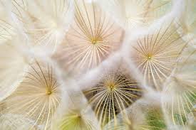 White Dandelion Flower Seeds for Planting | Heirloom Non-GMO Organic Garden Seeds | High Germination, 100pcs
