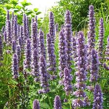 Giant Anise Hyssop Flower Seeds – Heirloom, Non-GMO, Shade-Tolerant