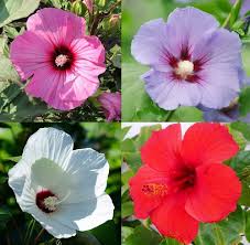 Burgundy Hibiscus Flower Seeds 100 pcs – Heirloom, Non-GMO, High Germination Seeds for Planting Seasonal Blooms in Gardens