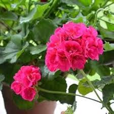 Deep Pink Geraniums Flower Seeds for Planting – Heirloom, Non-GMO, Perfect for Borders, High Germination