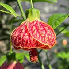 Abutilon Hybridum Flower Seeds for Planting – Heirloom, Non-GMO, Fragrant Blossoms Organic Garden Seeds