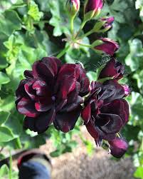 Chocolate Geranium Flower Seeds for Planting – Heirloom, Non-GMO, Cottage Garden Essential, High Germination