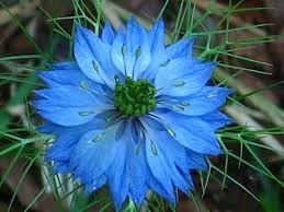 Love in a Mist Flower Seeds for Planting – Fragrant Blossoms, Heirloom, Non-GMO, High Germination Garden Seeds