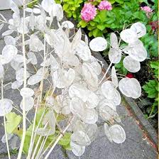 Dollar Flower Seeds for Planting – Heirloom, Non-GMO Compact Growth, High Germination Seeds