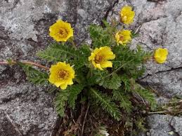 Heirloom Geum Reptans Flower Seeds for Planting – Non-GMO, Colorful Organic Garden Seeds