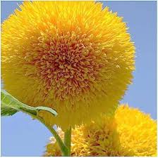 Teddy Bear SunFlower Seeds for Planting – Heirloom, Non-GMO, High Germination Organic Garden Seeds