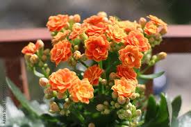 Kalanchoe Flower Seeds for Planting – Perfect for Borders, Heirloom & Non-GMO Seeds