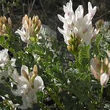 Astragalus Flower Seeds for Planting – Heirloom, Non-GMO, Sun-Loving Organic Garden Seeds