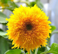 Yellow Teddy Sunflower Flower Seeds for Planting | Heirloom Non-GMO Organic Garden Seeds, Bright Blooms, High Germination