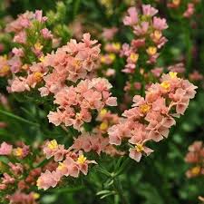 Limonium Flower Seeds for Planting – Hardy Variety, Heirloom, Non-GMO, High Germination Garden Seeds