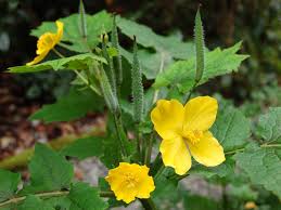 Stylophorum Lasiocarpum Flower Seeds for Planting – Fragrant Blossoms Heirloom Non-GMO High Germination Organic Garden Seeds