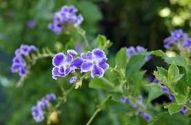 Duranta Repens Flower Seeds for Planting – Heirloom, Non-GMO, High Germination Organic Garden Seeds