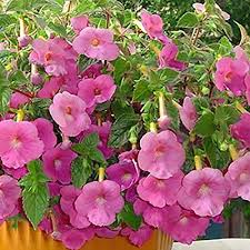 Heirloom Achimenantha Flower Seeds – Non-GMO, High Germination Organic Garden Seeds