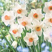 White Orange Narcissus Flower Seeds for Planting – Premium Quality Heirloom Non-GMO Organic Garden Seeds