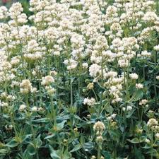 Jupiter’s Beard Flower Seeds for Planting – Wildflower Mix, Heirloom, Non-GMO, High Germination