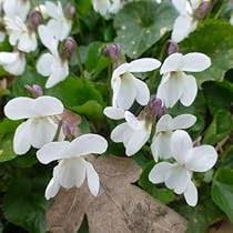 Viola Alba Flower Seeds for Planting – Heirloom, Non-GMO, High Germination Wildflower Mix