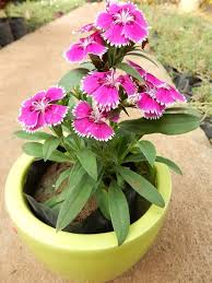 Burgundy White Dianthus Flower Seeds for Planting – Fragrant Heirloom Non-GMO Garden Seeds
