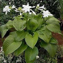 Hosta Plantain Flower Seeds for Planting - Heirloom, Non-GMO, High Germination Organic Garden Seeds