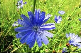 Cichorium Intybus Flower Seeds for Planting – Heirloom, Non-GMO, Compact Growth Organic Garden Seeds