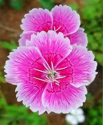 Light Rose Dianthus Flower Seeds – Heirloom, Non-GMO, High Germination Organic Garden Seeds