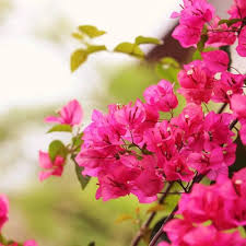 Pink Bougainvillea Flower Seeds for Planting – Hardy Variety, Heirloom, Non-GMO, High Germination