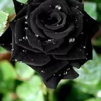 Flower Seeds, Seeds,Seeds For Planting,Plant Seeds