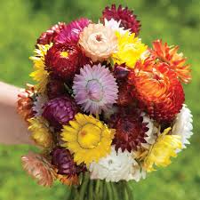 Straw Flower Seeds for Planting – Heirloom, Non-GMO, High Germination Organic Garden Seeds