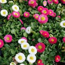 Mixed Bellis Perennis Flower Seeds for Planting – Low Maintenance, Heirloom, Non-GMO, High Germination
