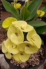 Euphorbia Flower Seeds for Planting – Low Maintenance, Heirloom, Non-GMO, High Germination Seeds