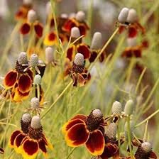Ratibida Columnifera Flower Seeds for Planting – Garden Favorite, Heirloom, Non-GMO, High Germination