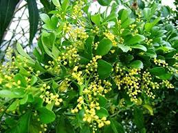 Aglaia Odorata Flower Seeds for Planting – Bright Blooms, Heirloom, Non-GMO, High Germination