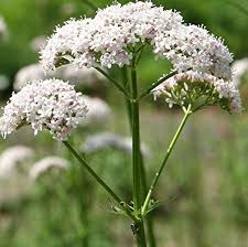Valeriana Flower Seeds for Planting – Heirloom, Non-GMO, High Germination Organic Garden Seeds