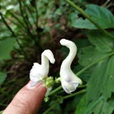 Swan Flower Seeds for Planting – Heirloom, Non-GMO, High Germination Organic Garden Seeds