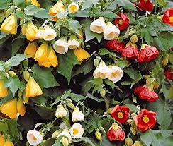Mix Abutilon Flower Seeds for Planting – Heirloom, Non-GMO, High Germination Organic Garden Seeds