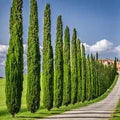 Italian Cypress Tree Seeds (Cupressus sempervirens) for Planting – Heirloom, Non-GMO, High Germination