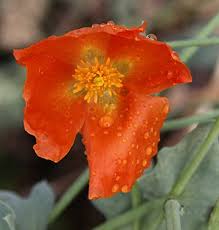 Glaucium Flavum Flower Seeds for Planting – Seasonal Bloomer, Heirloom, Non-GMO, High Germination Seeds