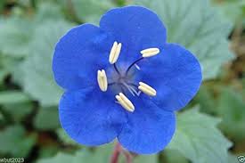 Phacelia Campanularia Flower Seeds for Planting – Heirloom, Non-GMO, High Germination Organic Garden Seeds