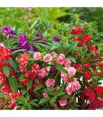 Carnation Double Mix Flower Seeds – Heirloom, Non-GMO, Vibrant Garden Blooms