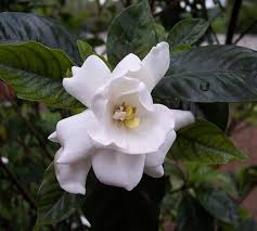 Gardenia Jasminoides Flower Seeds for Planting – Heirloom, Non-GMO, High Germination Organic Garden Seeds