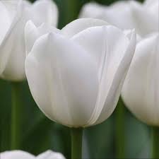 Tulip Petals Flower Seeds for Planting – Compact Heirloom, Non-GMO, High Germination Garden Seeds