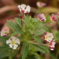 White Pink Zaluzianskya Flower Seeds for Planting – Heirloom, Non-GMO, High Germination Organic Garden Seeds