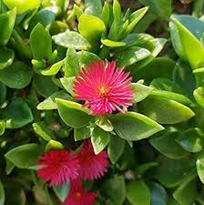 Aptenia Cordifolia Flower Seeds for Planting – Heirloom, Non-GMO, High Germination Organic Garden Seeds