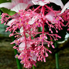 Medinilla Flower Seeds for Planting – Heirloom, Non-GMO, Compact Growth Organic Garden Seeds