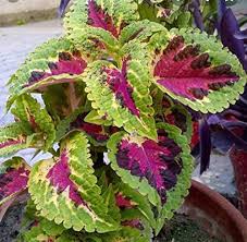 Green Brown Coleus Flower Seeds for Planting | Heirloom Non-GMO High Germination Organic Garden Seeds