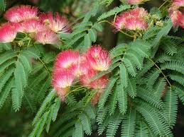 Heirloom Mimosa Flower Seeds – Non-GMO, High Germination Organic Garden Seeds
