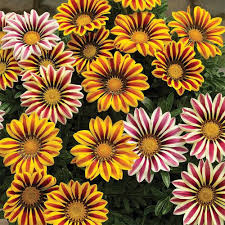 Gazania Rigens Flower Seeds for Planting – Heirloom, Non-GMO, Pollinator-Friendly, High Germination