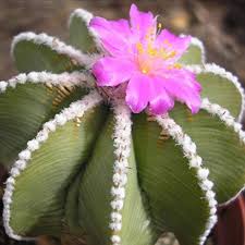 Heirloom Aztekium Flower Seeds for Planting – Non-GMO, High Germination Organic Garden Seeds