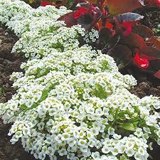 Carpet Flower Seeds for Planting – Heirloom, Non-GMO, High Germination Organic Garden Seeds